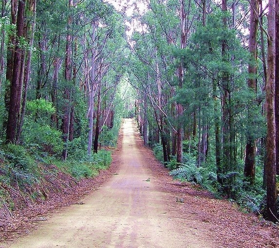 Watagan cycle clearance track