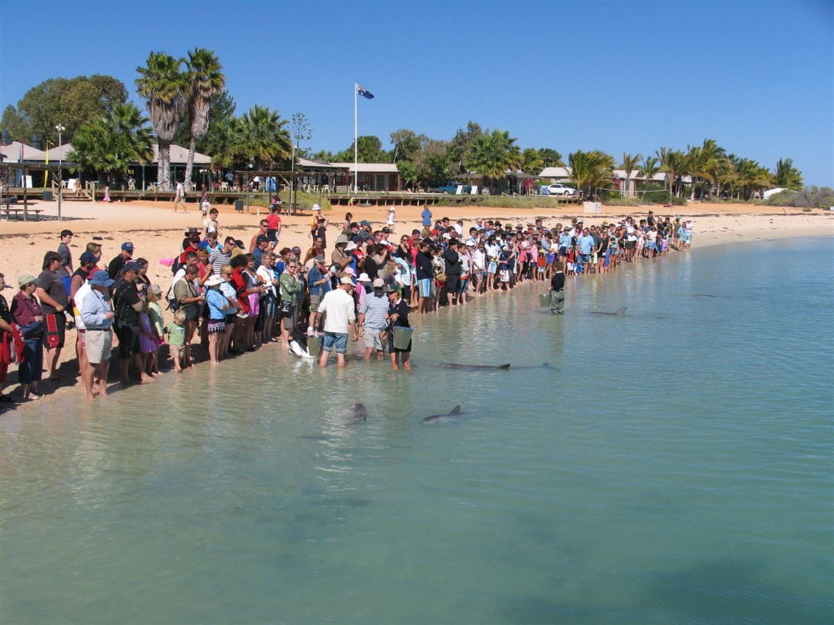 Monkey Mia WA ExplorOz Places