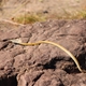 Snake at Manning Falls