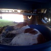 Sleeping Dog under Tandem Axle