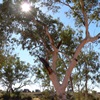 River Red Gum - Eucalyptus camaldulensis