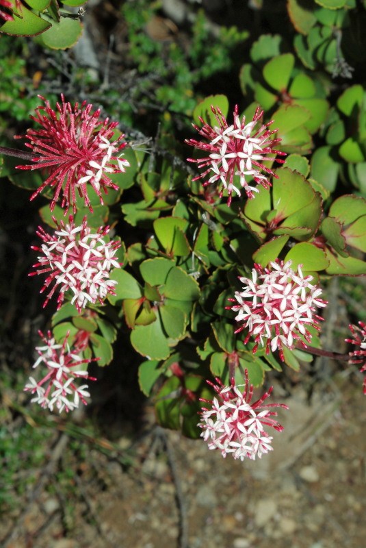 Tasmanian alpine wildflowers and others ExplorOz Blogs