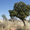 Desert Walnut  (Owenia reticulata.) “Turtujarti” - A native of the Great Sandy Desert
