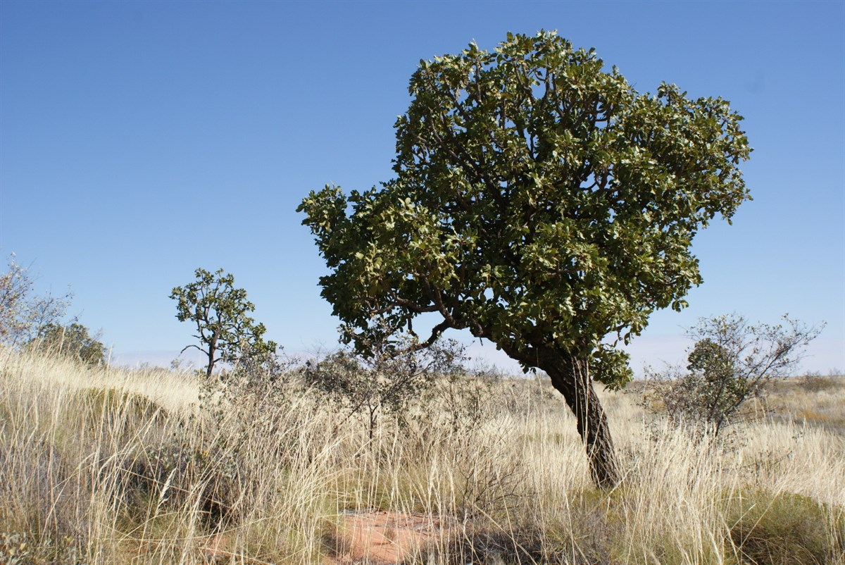 Desert Walnut (Owenia reticulata.) “Turtujarti” - A native of the Great  Sandy Desert @ ExplorOz Blogs