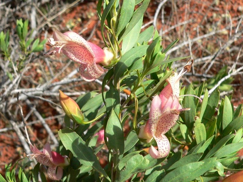 Emu Bush Or Eremophila ExplorOz Blogs
