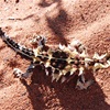 Unexpected Encounters with Australian Reptiles #3 - The Thorny Devil (Moloch horridus)