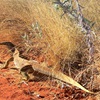 Australian Reptiles - Goannas