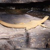 Unexpected Encounters with Australian Reptiles #4 - Mitchells Water Monitor (Varanus mitchelli )