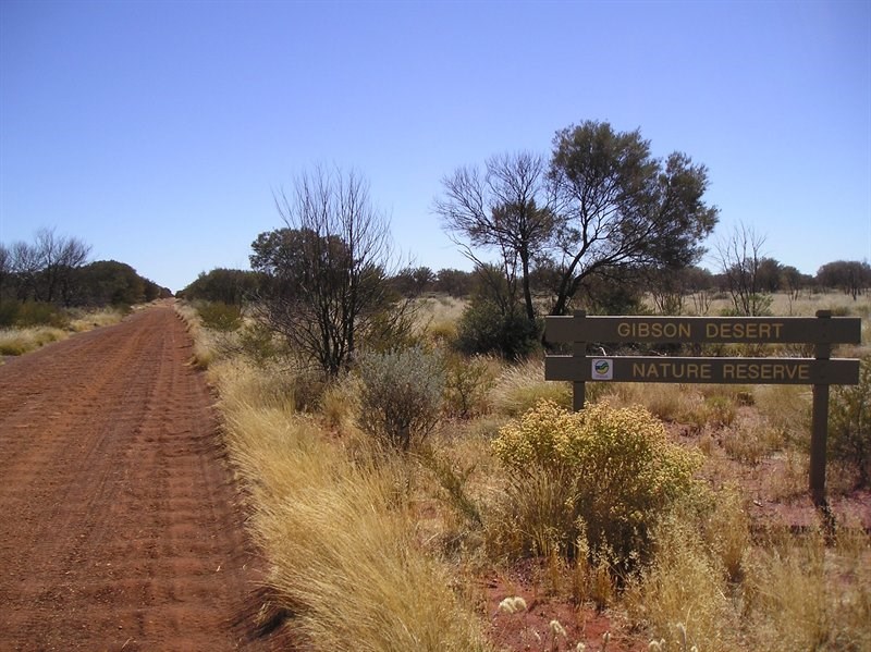Gibson Desert Heather Hwy Bushcamp 20 km south of the Gunbarrel