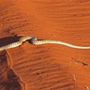 Unexpected encounters with Australian Reptiles #1 - Stimsons Python (Antaresia stimsoni)