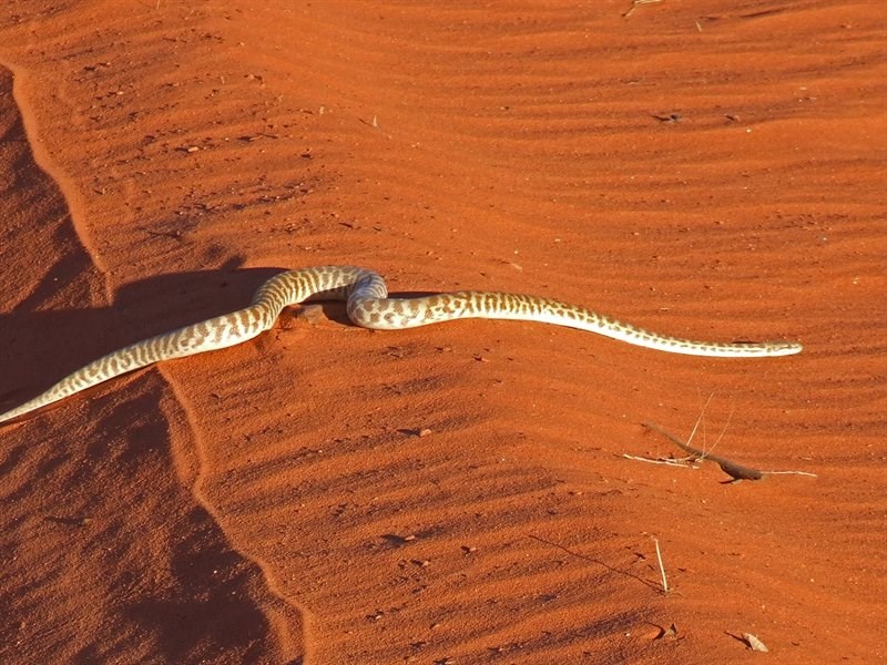 Stimson's Python - The Australian Museum