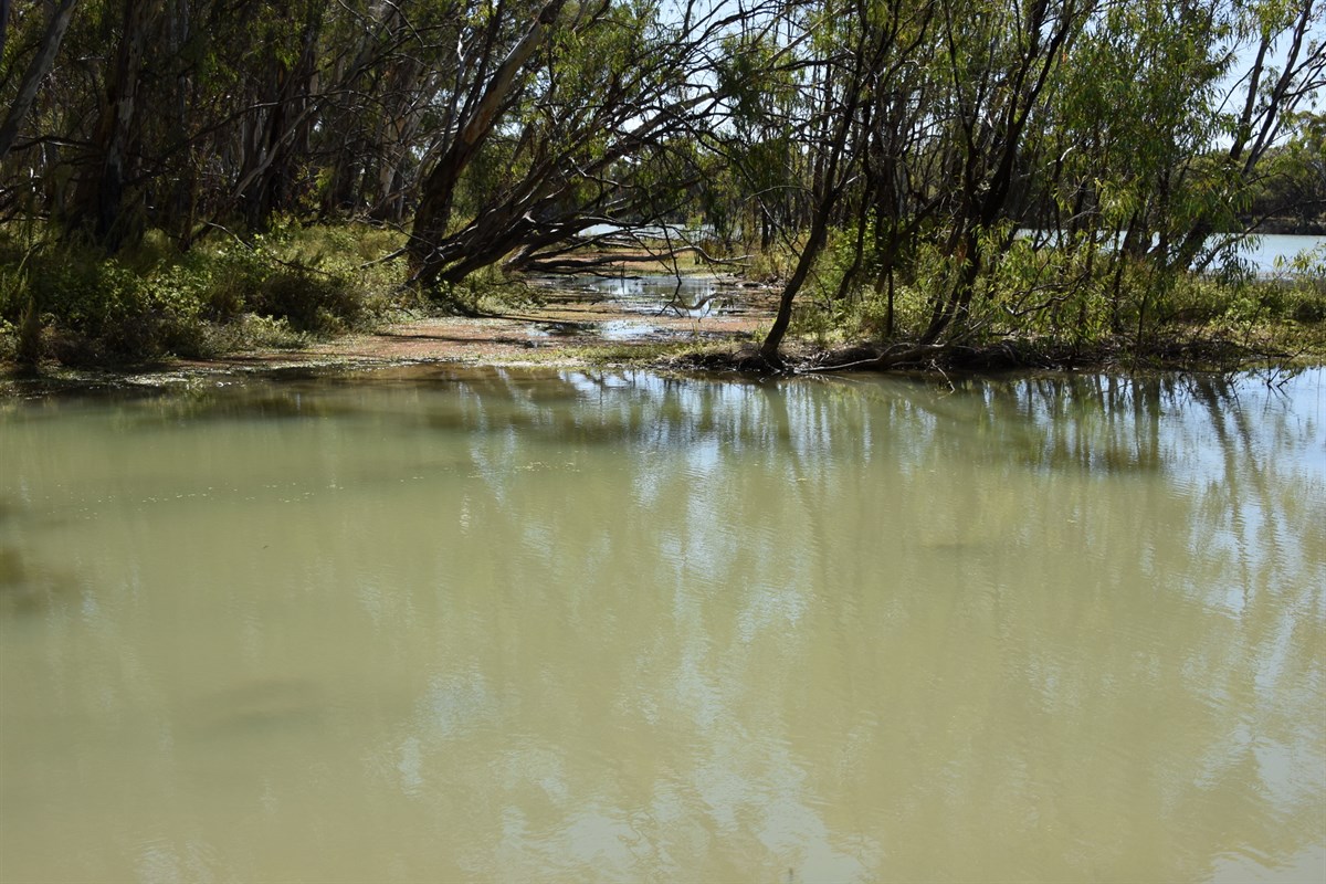 Nelbuck Creek Entrance Murray River SA ExplorOz Places