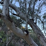 Stanley Gorge