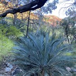 T
Standley Chasm