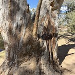 Ormiston waterhole