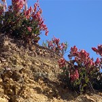Ochre Pits