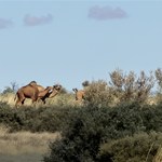 Camels!!!!