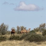 Camels!!!!