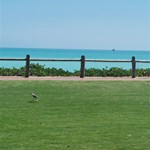 Plover on cable beach.