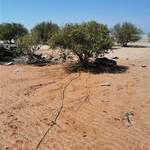 Bird observation Centre on foreshore, migratory birds.