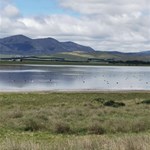 Lake Omeo with lots of water birds.