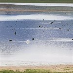 Lake Omeo with lots of water birds.