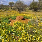 Finally in the wildflower country now.