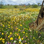 Finally in the wildflower country now.