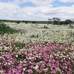 Start of the wild flower country.