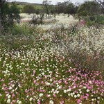 Start of the wild flower country.