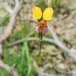 Wildflowers found today in Yanchep NP.