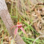 Wildflowers found today in Yanchep NP.