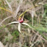 Wildflowers found today in Yanchep NP.