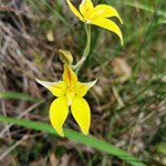 Wildflowers found today in Yanchep NP.