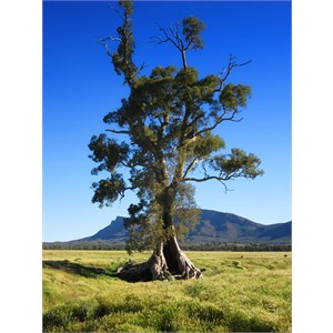 Cazneaux Tree