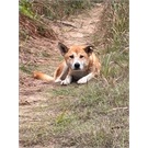 Dingo