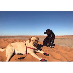 Leonard and Future Dog at the Big Red Bash 2019