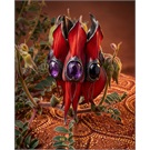 Sturt Desert Pea_'Michelle'