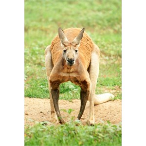Red Kangaroo