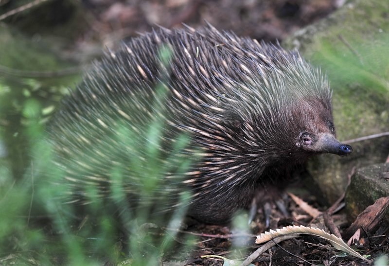 Australia's Native Wildlife @ ExplorOz Articles