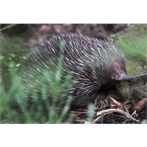 Echidna