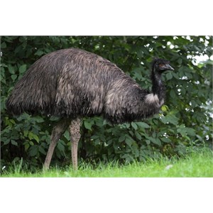 Emu