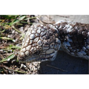 Blue-Tongued Lizard