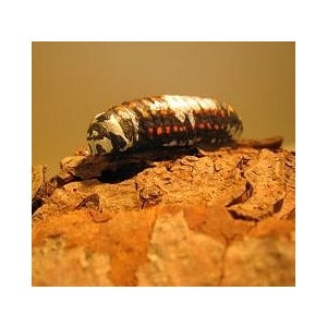 Food in the form of a grub