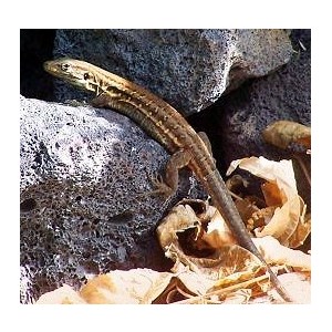 Food in the form of a lizard