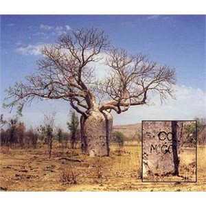 Graffiti on a boab tree