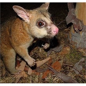 A cute little possum