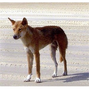 Dingo on the beach