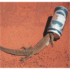 Varanus Acantharus stuck in a disgarded can