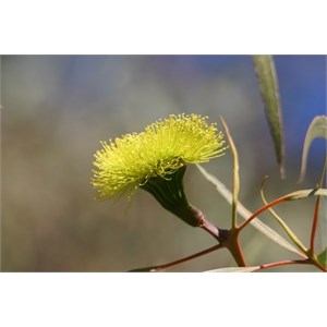 Flowering Eucalypt in the Perth Metro